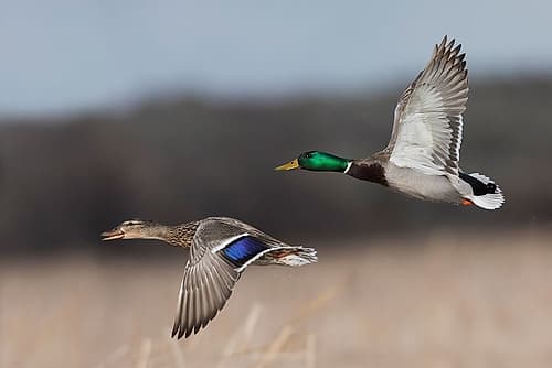 Mallard Duck Pair in Flight Wildlife Print